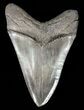 Megalodon Tooth - Serrated Blade #60488-2